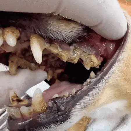 OraPet™ | Gezonde tanden en tandvlees Pet Dental Spray!